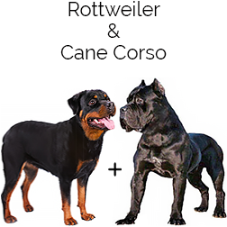 Italian Mastweiler Dog